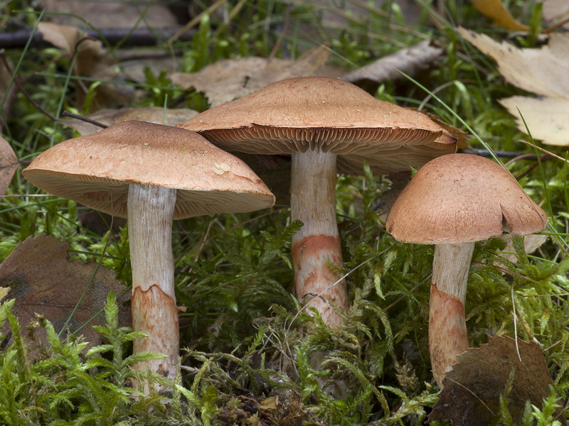 Cortinarius armillatus